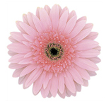 Gerbera - 50 Stems Pink/Black Center