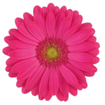 Gerbera - 50 Stems Hot Pink/Green Center