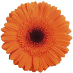 Gerbera - 50 Stems Orange/Black Center