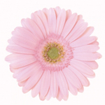 Mini Gerbera - 70 Stems Harper