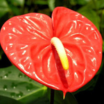 Anthurium - 5 Stems Orange Medium