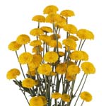 Yellow Button Poms - 24 Bunches