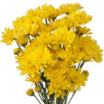 Yellow Cushion Poms - 24 Bunches
