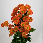 Bronze Daisy Poms - 24 Bunches