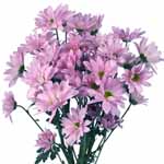 Lavender Daisy Poms - 24 Bunches