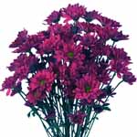 Purple Daisy Poms - 24 Bunches