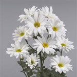 White Daisy Poms - 24 Bunches