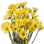 Yellow Daisy Poms - 24 Bunches