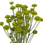 Green Kermit Poms - 24 Bunches