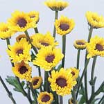 Yellow Viking Pom - 24 Bunches