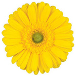 Gerbera - 50 Stems Yellow/Green Center