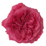 Garden Spray - Pink Opal Gem