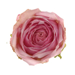 Garden Spray - Rose Quartz Gem