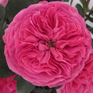 Garden Rose - Baronesse