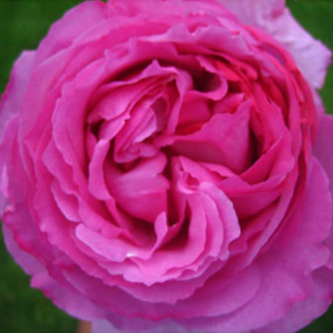 Garden Rose - Yves Piaget