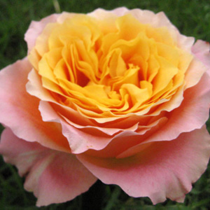 Garden Rose - Free Spirit