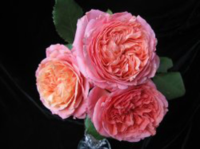 Garden Rose - Romantic Antike