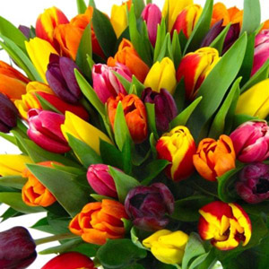 Tulips - Assorted 30 Bunches