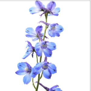 Bella Donna Delphinium - Pale Blue