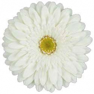 Gerbera - 50 Stems White/Green Center