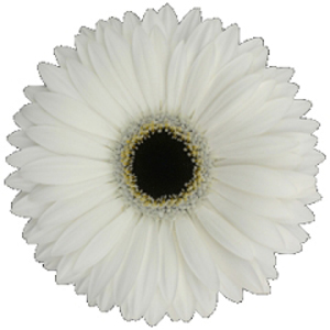 Gerbera - 5 Stems White/Black Center