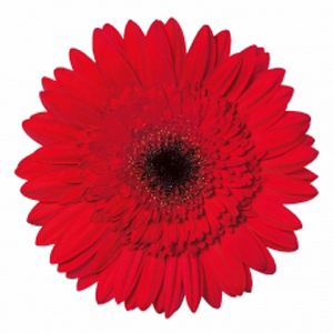 Gerbera - 5 Stems Red/Black Center