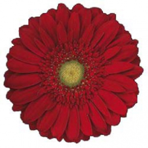 Gerbera - 50 Stems Red/Black Center