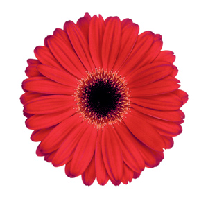 Gerbera - 5 Stems Red/Black Center