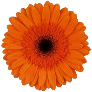 Gerbera - 5 Stems Orange/Black Center