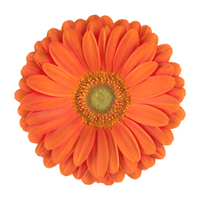 Gerbera - 5 Stems Orange/Green Center