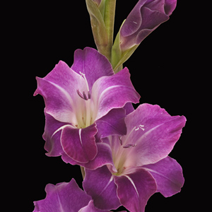 Gladiolus - Purple