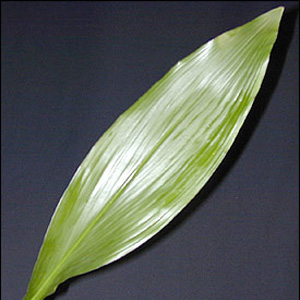 Aspidistra - Green