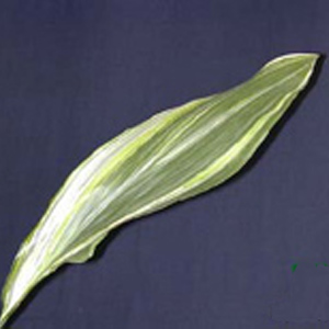 Aspidistra - Variegated