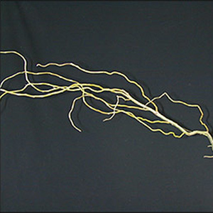 Curly Willow - Short