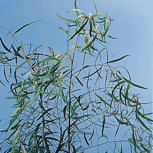 Eucalyptus - Willow