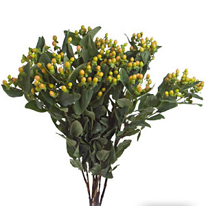 Hypericum - Pale Yellow