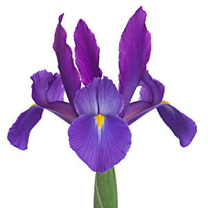 Iris - Purple