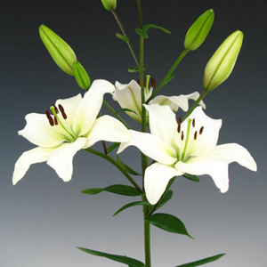 Asiatic Lily - White