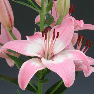 Asiatic Lily - Pink - Click Image to Close