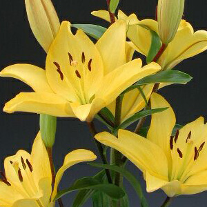 Asiatic Lily - Yellow - Click Image to Close