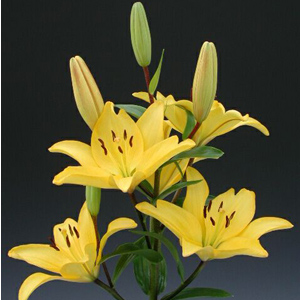 Asiatic Lily - Yellow