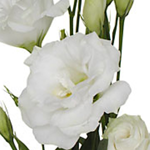 Lisianthus - White - Click Image to Close