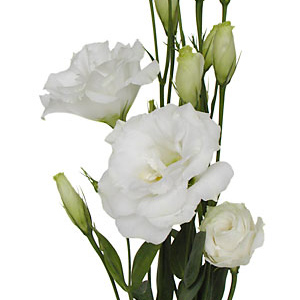 Lisianthus - White