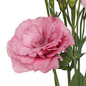 Lisianthus - Pink - Click Image to Close