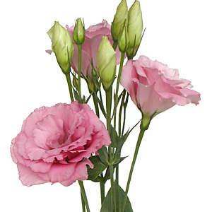 Lisianthus - Pink