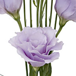 Lisianthus - Lavender - Click Image to Close