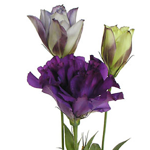 Lisianthus - Purple