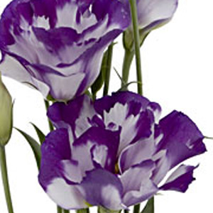 Lisianthus - Bi-Color White/Purple - Click Image to Close