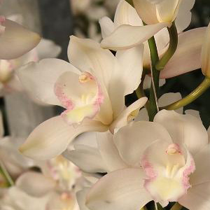 Cymbidium - White