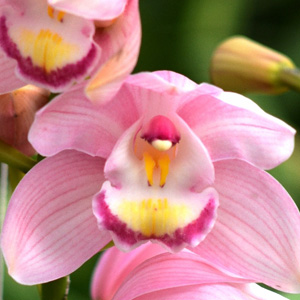 Cymbidium - Pale Pink